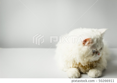 White persian cat with wool that frown on white White persian cat with wool that frown on white 50266911