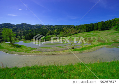 Oyama Senjita of Kamogawa 50267637