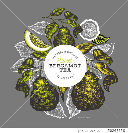 Bergamot branch design template. Kaffir lime logo. Bergamot branch design template. Kaffir lime logo. 50267658