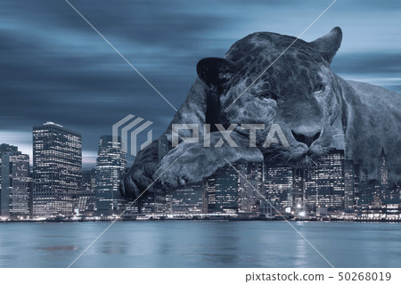 Black leopard loves New York City in blue Black leopard loves New York City in blue 50268019