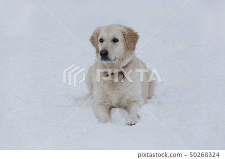 Cute golden retriever is lying on a white snow. Cute golden retriever is lying on a white snow. 50268324