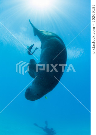 Bus Anga's Dugong 50269183