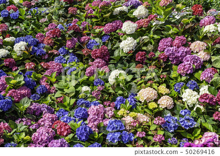 Flower Flower 50269416