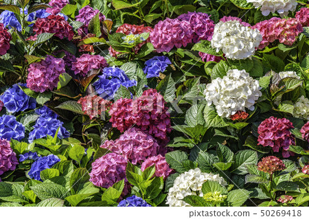 Flower Flower 50269418