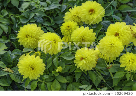 花 50269420