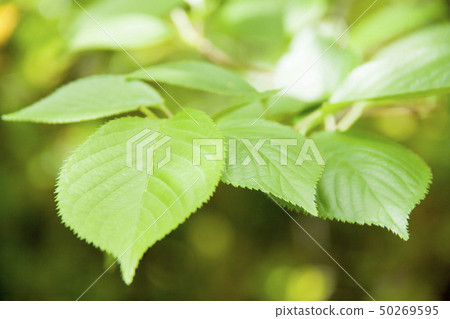 Fresh green Fresh green 50269595