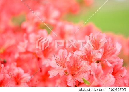 大和杜鵑花 大和杜鵑花 50269705