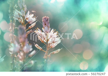 Flowers 50270247