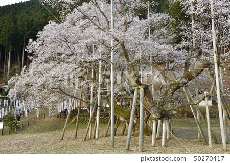 Awasumisakura Awasumisakura 50270417