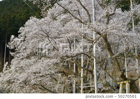 Awasumisakura Awasumisakura 50270501