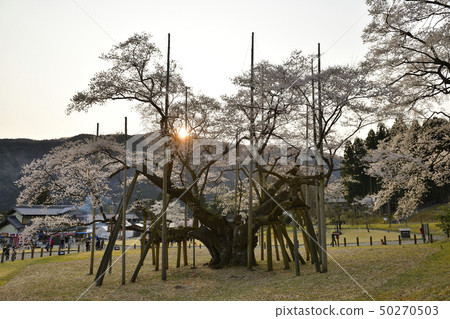 Awasumisakura Awasumisakura 50270503