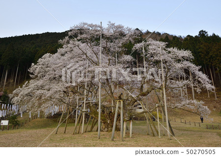 Awasumisakura Awasumisakura 50270505