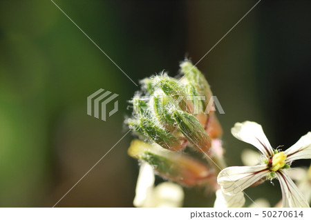 Arugula flowers Arugula flowers 50270614