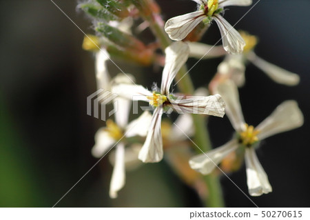 Arugula flowers Arugula flowers 50270615