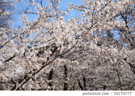 Roof and cherry blossoms 50270777