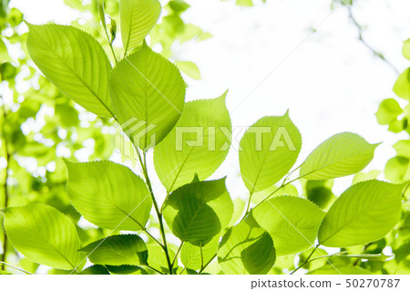 Fresh green 50270787