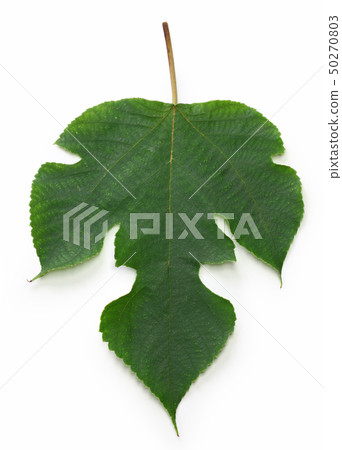 Kaji's leaves Kaji's leaves 50270803