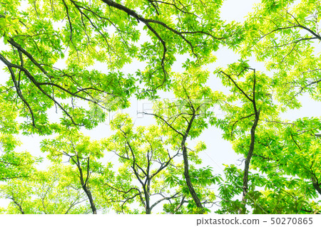 Fresh green Fresh green 50270865