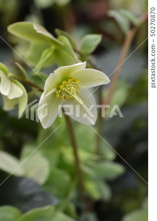 Christmas rose 50270870