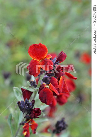 Wallflower Blood Red Covent Garden Wallflower Blood Red Covent Garden 50270885