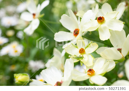 在一束白花的小螞蚱 50271391