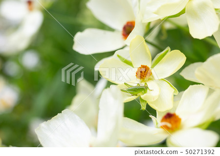Small grasshopper on a white flower Small grasshopper on a white flower 50271392
