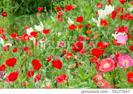 Poppy field on the hill Poppy field on the hill 50271647