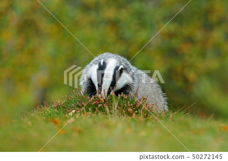 Badger in green forest, animal in nature habitat Badger in green forest, animal in nature habitat 50272145