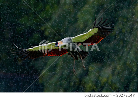 Grey crowned crane fly, Balearica regulorum 50272147