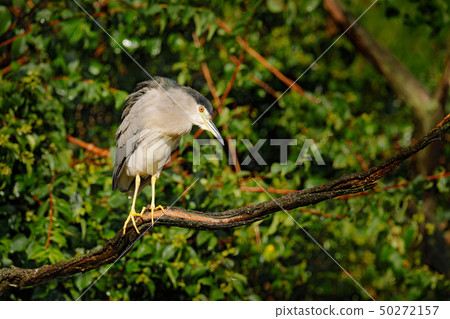 Night heron, Nycticorax nycticorax, grey bird Night heron, Nycticorax nycticorax, grey bird 50272157