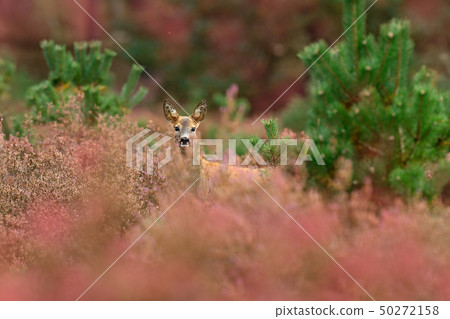 Autumn in nature. Roe deer, Capreolus capreolus 50272158