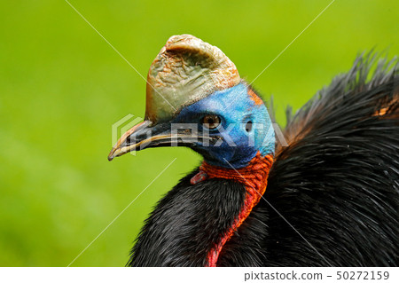 Southern cassowary, Casuarius casuarius Southern cassowary, Casuarius casuarius 50272159