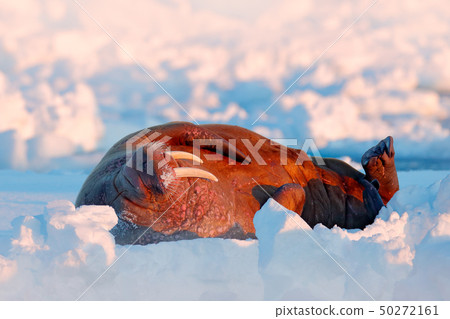 Walrus, Odobenus rosmarus, resting on the ice 50272161