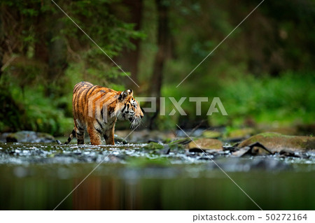 Amur tiger walking in river water. Danger animal 50272164