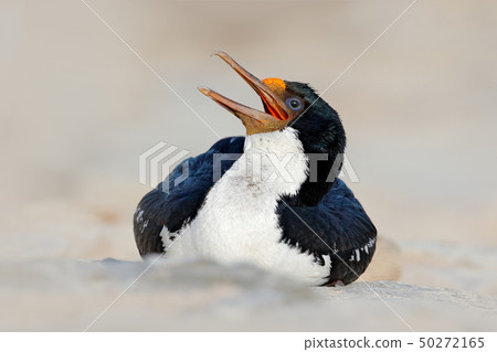 Open bill. Portrait sea bird Imperial Shag 50272165
