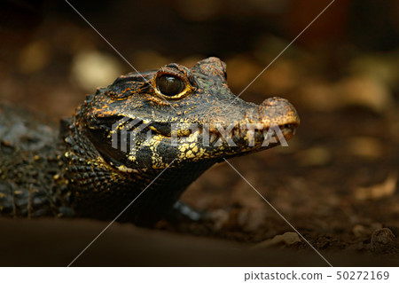 African dwarf crocodile, broad-snouted bony 50272169