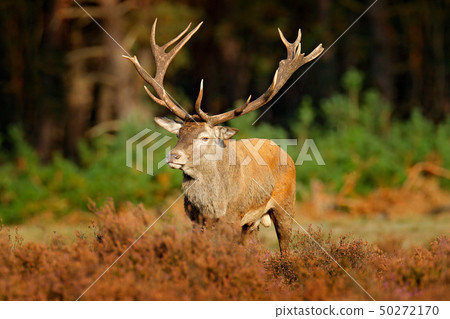 Red deer, rutting season, Hoge Veluwe Red deer, rutting season, Hoge Veluwe 50272170