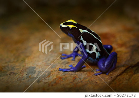 Poison frog, blue frog in tropical nature Poison frog, blue frog in tropical nature 50272178