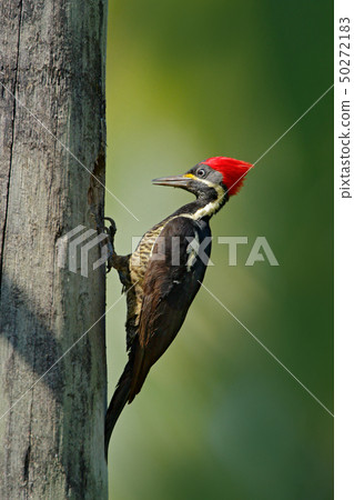 Lineated woodpecker, Dryocopus lineatus Lineated woodpecker, Dryocopus lineatus 50272183