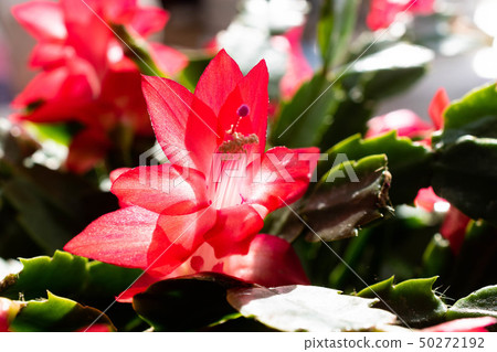 Red cactus flowers 50272192