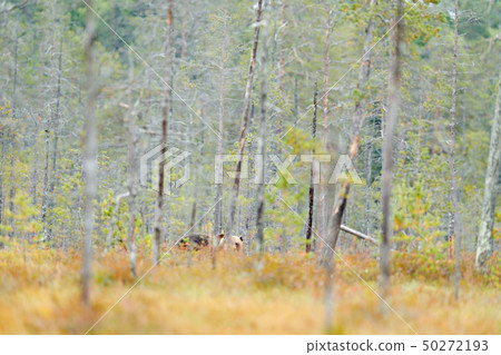 Bear hidden in yellow birch forest 50272193