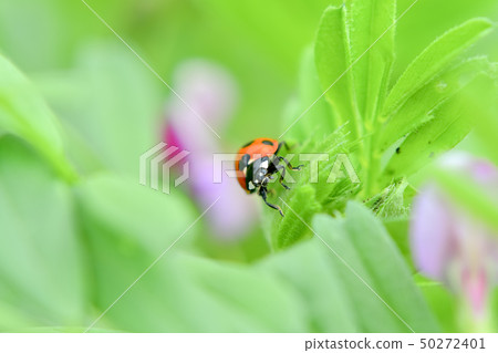 Nana Hoshi Tentou 50272401