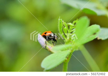 Nana Hoshi Tentou 50272402