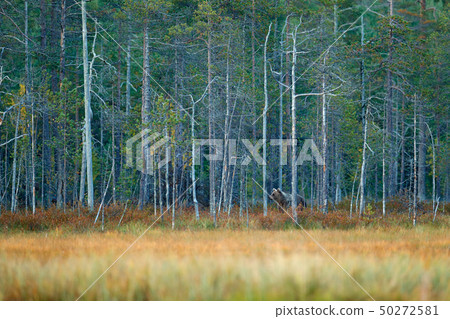 Bear hidden in yellow pine and birch forest Bear hidden in yellow pine and birch forest 50272581