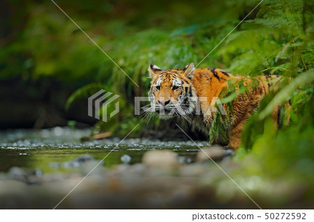 Amur tiger walking in river water. Danger animal Amur tiger walking in river water. Danger animal 50272592