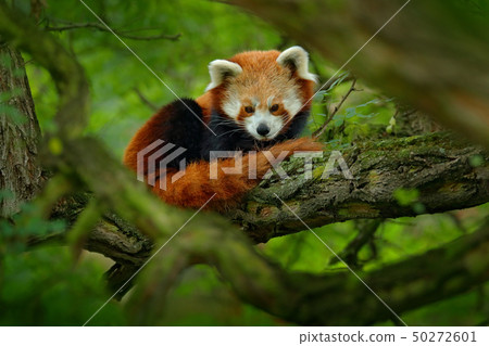 Red panda lying on the tree with green leaves 50272601