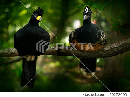 Bare-faced Curassow, Crax fasciolata, black birds Bare-faced Curassow, Crax fasciolata, black birds 50272603