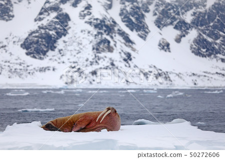 Walrus, Odobenus rosmarus, stick out from water Walrus, Odobenus rosmarus, stick out from water 50272606