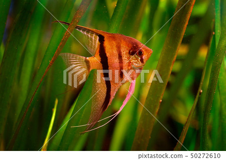 Green water grass with beautiful orange fish 50272610