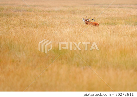Red deer, rutting season in Hoge Veluwe Red deer, rutting season in Hoge Veluwe 50272611
